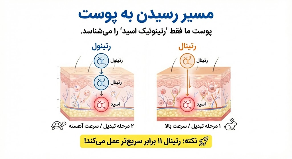 تفاوت رتینول و رتینال در عملکرد هرادرم